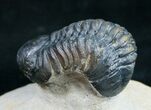 Arched Reedops Trilobite From Morocco #9731-4